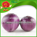 Chinese fresh red onions in mesh bag